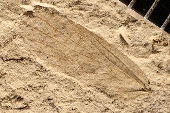 Media type: image;   Entomology PALE-10051